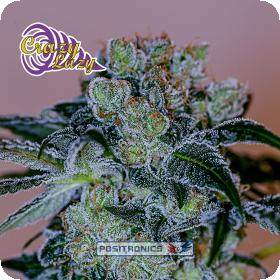 Crazy Lazy Feminised Seeds